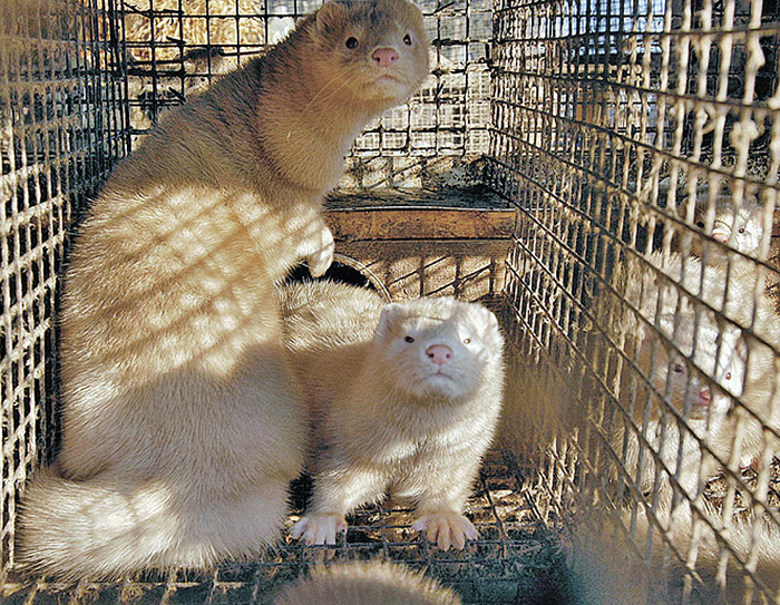 Фото з сайту petpop.cc