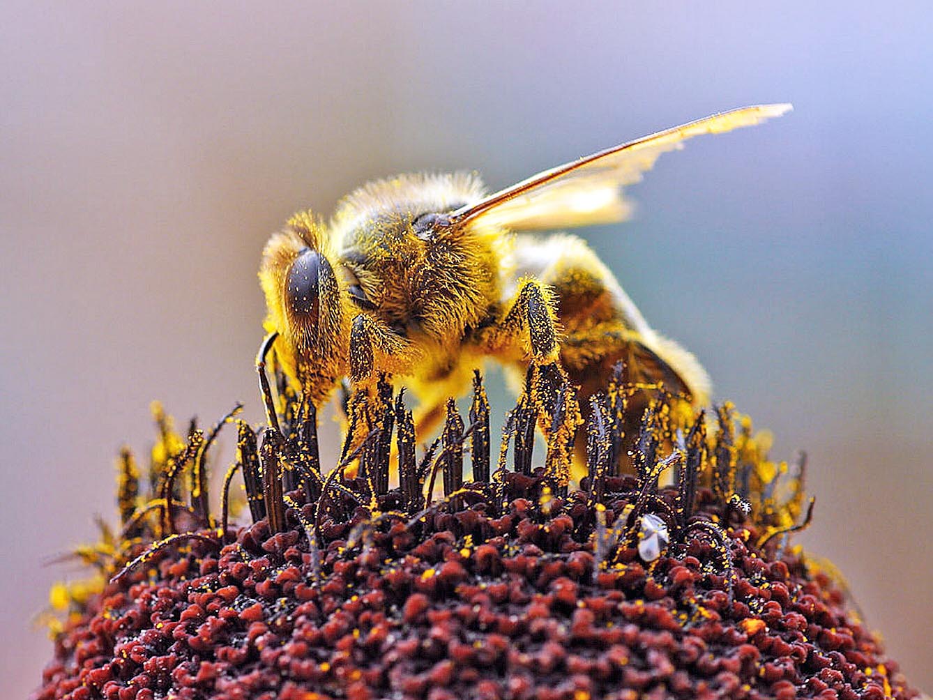 Мета ферми — створення циклу, який дає змогу підтримувати життя бджіл протягом року. Фото з сайту lekciya.com.ua