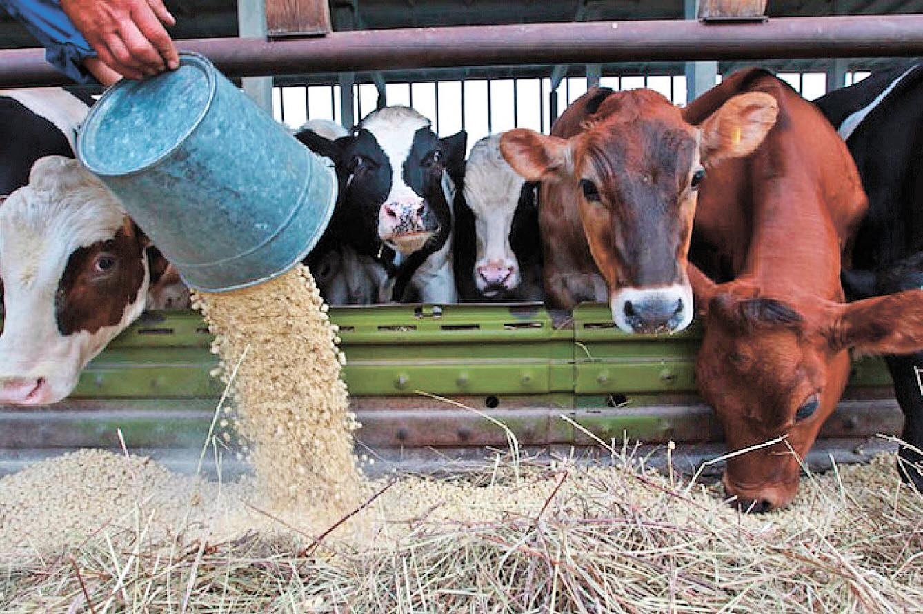 Якісних  кормів побільшає, а це сприятиме підвищенню ефективності тваринництва. Фото з сайту fporadum.com.ua
