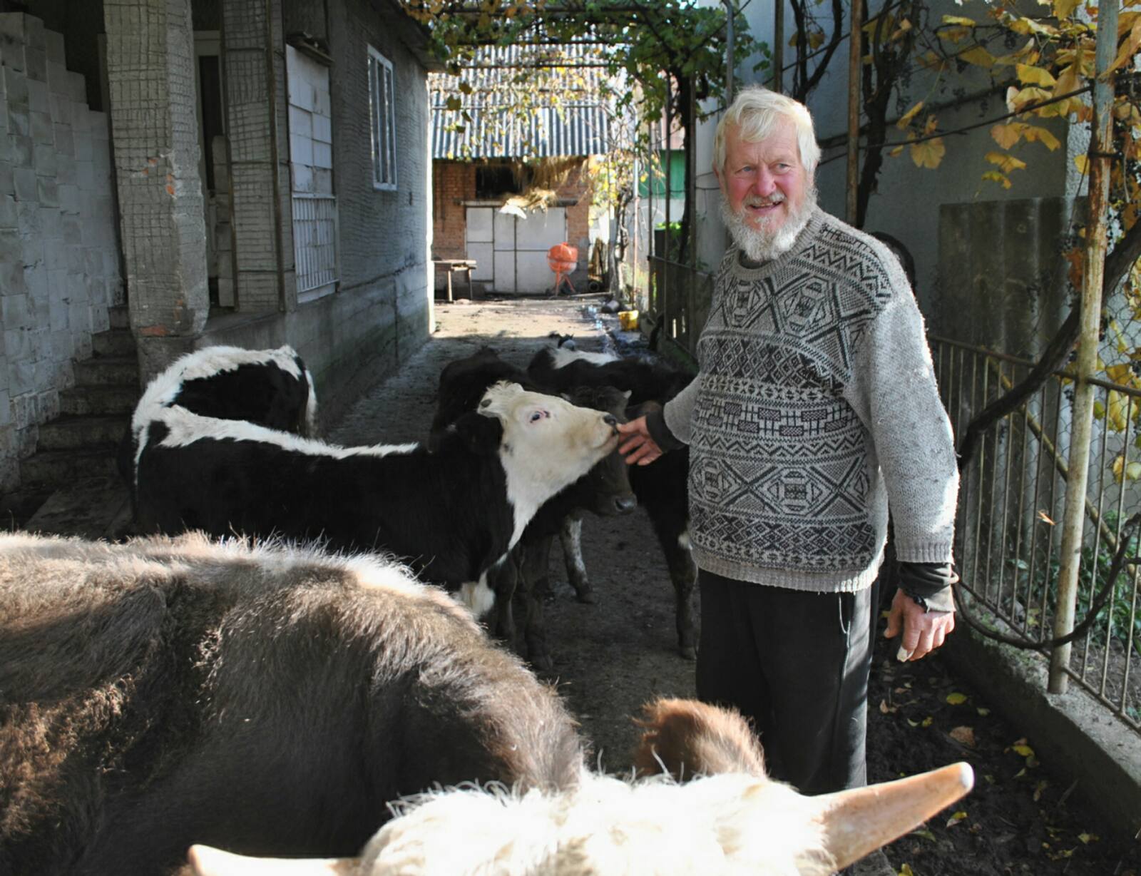 Фермер Василь Добош зустрічає гостей у супроводі допитливих телят. Фото автора
