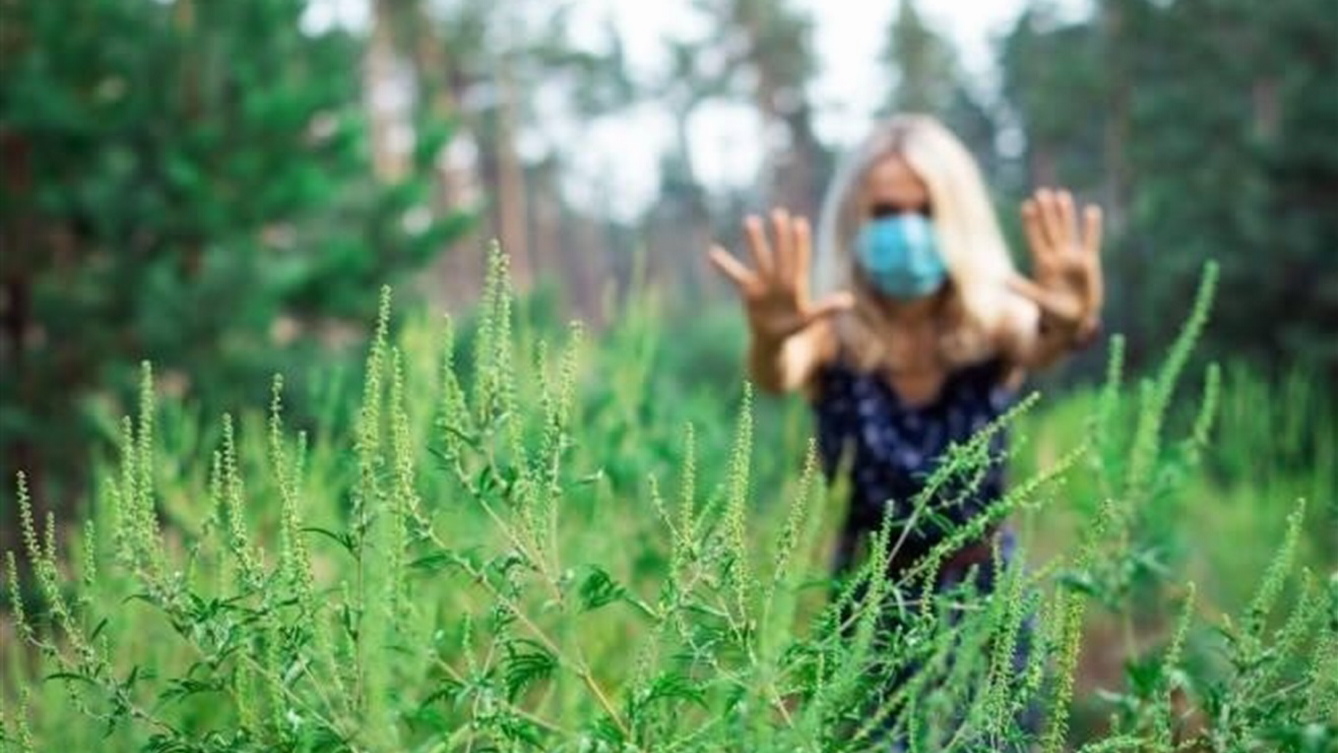 Алергенну амброзію треба знищувати ще до цвітіння. Фото з сайту my.rv.ua