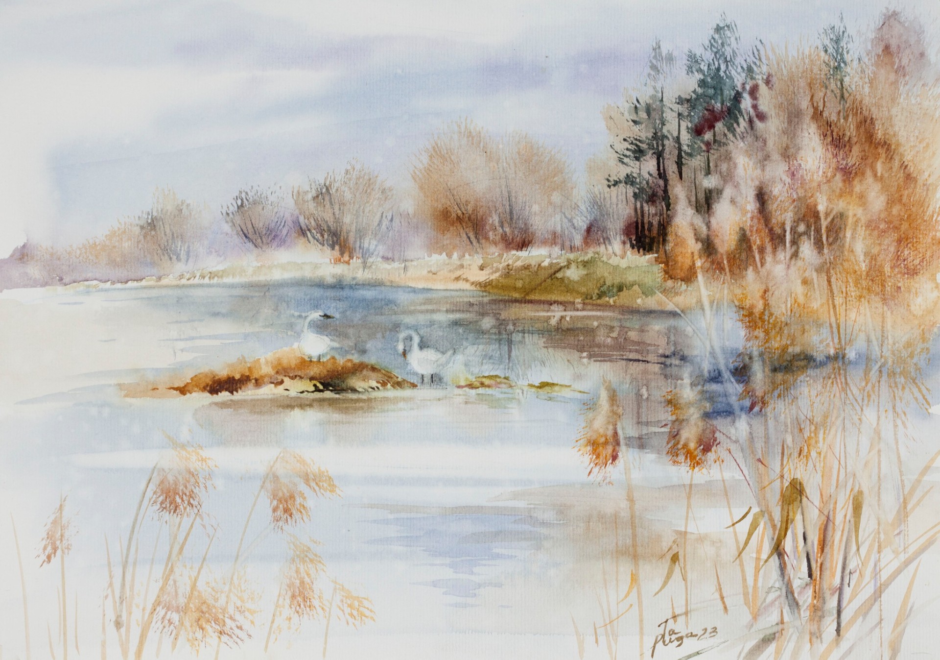 Лебеді на Бучанському озері, робота Тетяни Пугачевської