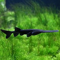 Північноамериканський веслоніс плаває у прикарпатських водоймах