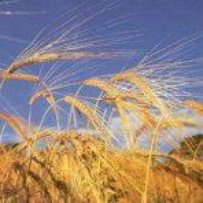 «УК» дослідив, чи надходить державна допомога до сільгоспвиробників