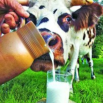 Чи залишиться українське молоко справжнім?