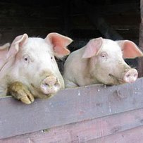 Свині поїдуть «знайомитися» з чиновниками?