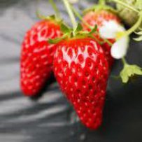 Українська ягода у французькому йогурті