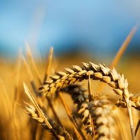 Через спеку пшениця б’є рекорди