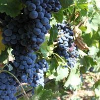 Олена ФАДЄЄВА: «У нашій країні збори підтримують виноградарство, садівництво  та хмелярство»