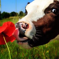 Молоко у корови на язиці