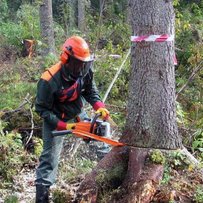 Професійні змагання лісорубів: переможець забирає все