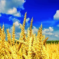 Анатолій ПРИСЯЖНЮК: «Київщина може вирощувати  ще більший урожай»