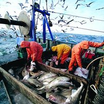 Які кроки слід зробити для відновлення рибної галузі