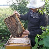 Національна програма розвитку бджільництва потребує координації