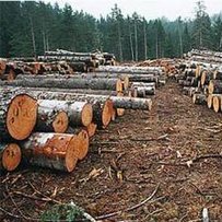Заступник прокурора Чернівецької області Олександром ІВАНЮК: «Величезні масиви лісу опинилися без охорони»