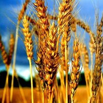 Уманські селекціонери на основі відомої злакової культури вивели нові високопродуктивні сорти пшениці