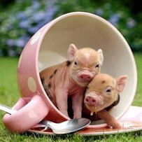 Валентин РИБАЛКО: «Слід кардинально посилити вимоги до якості свинини»
