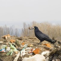 У закарпатських селах виступають проти сміттєзвалищ