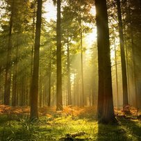 Анатолій БОНДАР: «Майбутні покоління отримають високопродуктивні вінницькі ліси» 