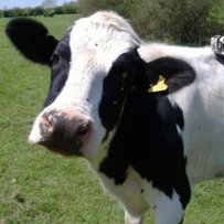 Коли українська корова  даватиме більше якісного молока?