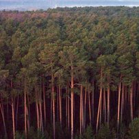Волинські ліси збереже цифра