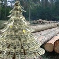Олег ШЕСТАК: «Корупційні схеми під час реалізації необробленої деревини — пряма загроза економіці»