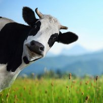 Хто краще порахує корів та телят?