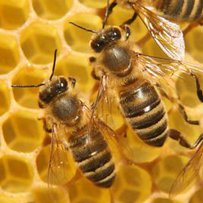 Бджоляр Віктор Головченко: «Ліки з вулика — від усіх хвороб»