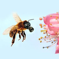 Як врятувати бджіл?