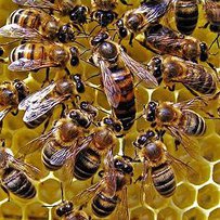 Наталія СЕНЧУК: «Україні потрібна українська бджола»