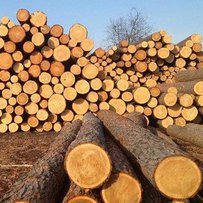 Мораторій на експорт деревини: чи буде кінець історії