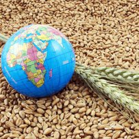 ЄС імпортуватиме українське зерно