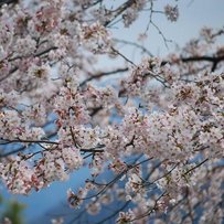 Японія відзначає ханамі: службовці лишають роботу і йдуть милуватися квітом дерев