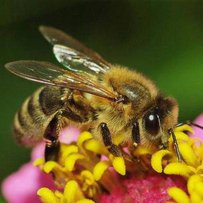 Вчені довели, що пестициди "відбирають" у бджіл пам'ять