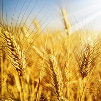 Основа агрохарчового експорту —  зернові культури та олія