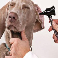 Приватна ветеринарія  під державним наглядом