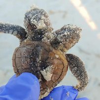 Двоголову черепашку знайшли на пляжі Південної Кароліни