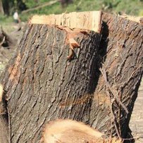 Троє «лісорубів» на Сумщині нелегально нарубали дубів на 280 тисяч гривень