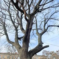 Дуб «Гаврило» став пам’яткою природи