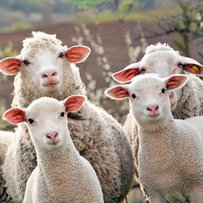 На кордоні порушниками стали… вівці