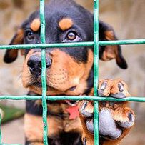 Харківських школярів учать домовлятися із собаками