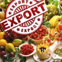 Уряд скасував ліцензування експорту окремих видів агропродукції