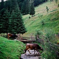 Реформа лісової галузі: Міндовкілля та FAO об’єднують зусилля