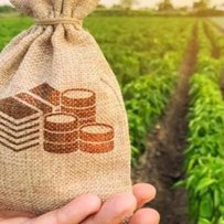 Фермерські господарства отримали перші дотаційні виплати на утримання корів та кіз/овець у 2025 році