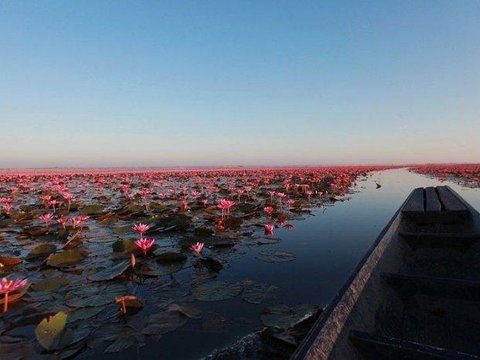 Озеро рожевих лотосів