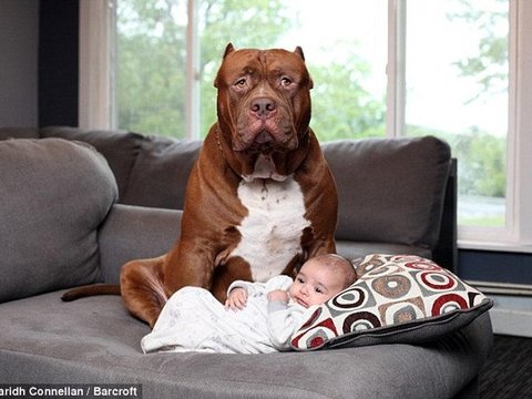 Як найбільший собака в світі доглядає малюка