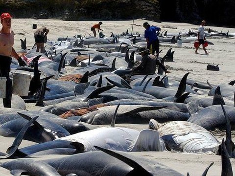 На берег Нової Зеландії викинулися сотні китів