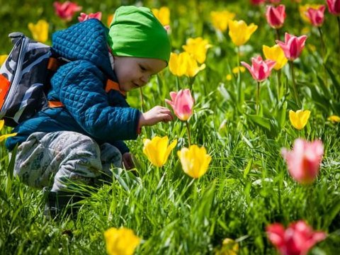 У столиці на території Співочого поля відкрилася виставка з 200 тисяч тюльпанів
