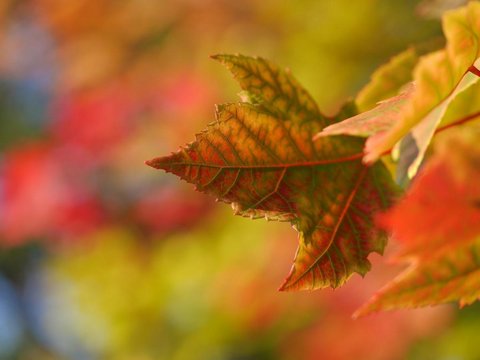 Чарівна осінь на знімках Аарона Бурдена