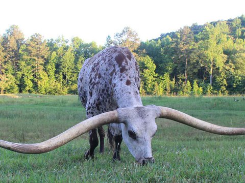 У американського бика найдовші роги в світі